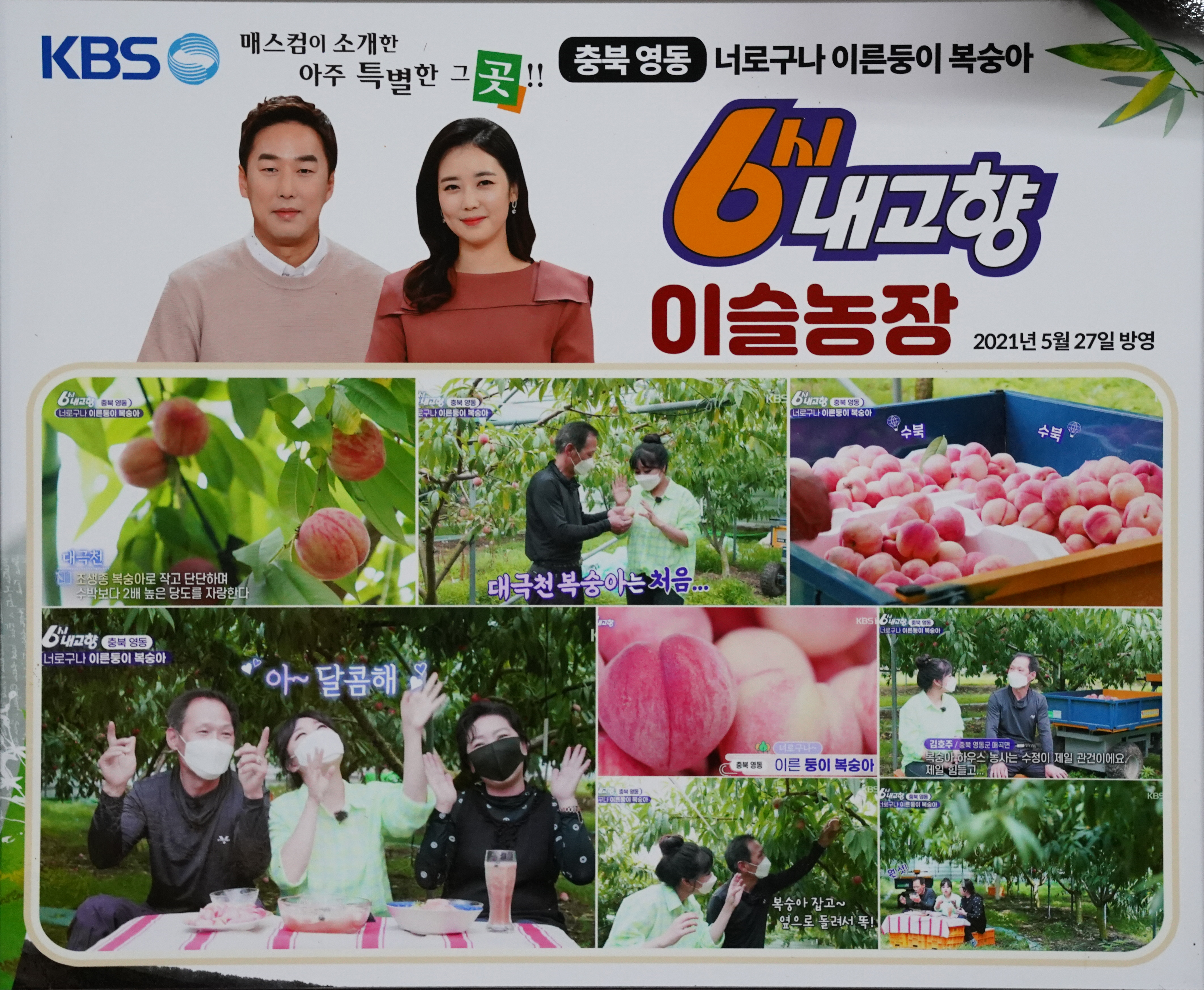 납작복숭아 대극천 딱딱이 백도 신비 천도 영동 하우스 복숭아 장호원 : 미호당