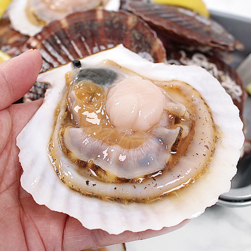 통수산 대왕 참가리비 1kg 큰 가리비 캠핑조개 : 통 수산