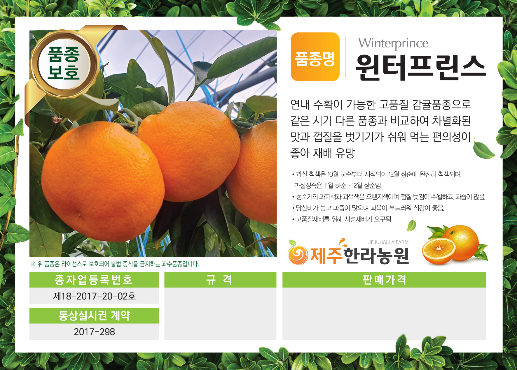 국산품종 3년생 포트묘 감귤나무묘목 우량 신품종 : 제주한라농원
