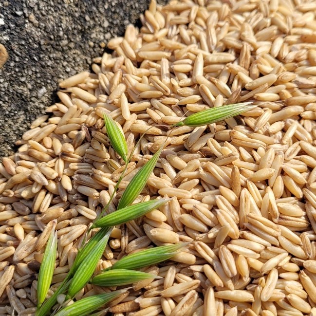 24년산 국산 햇귀리 1kg : 땅에서 올라온 콩이야기