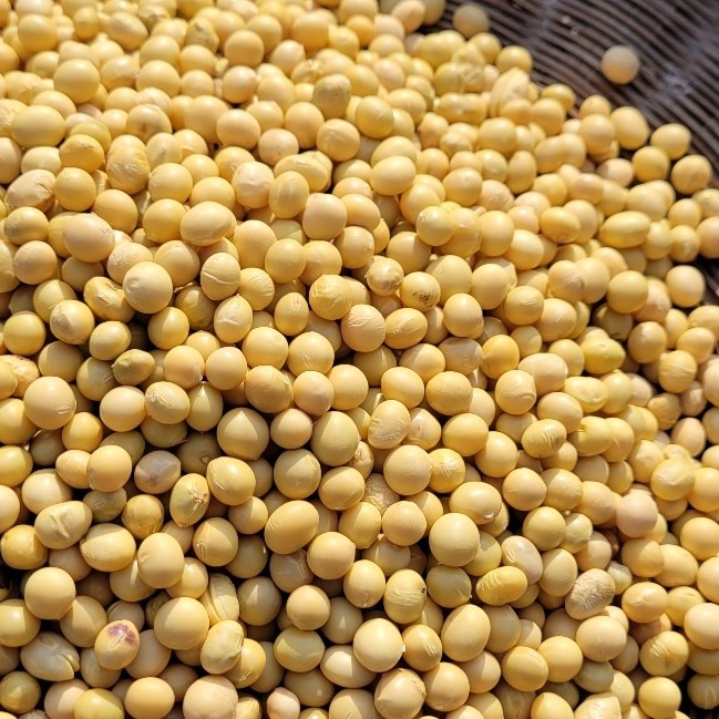 24년산 국산 햇메주콩(대두) 1kg : 땅에서 올라온 콩이야기