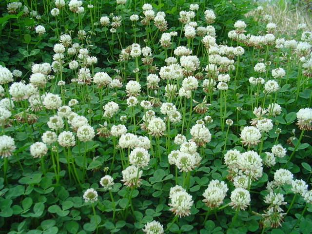 화이트 크로바 씨앗 1kg 토끼풀 씨앗 : 이수피아