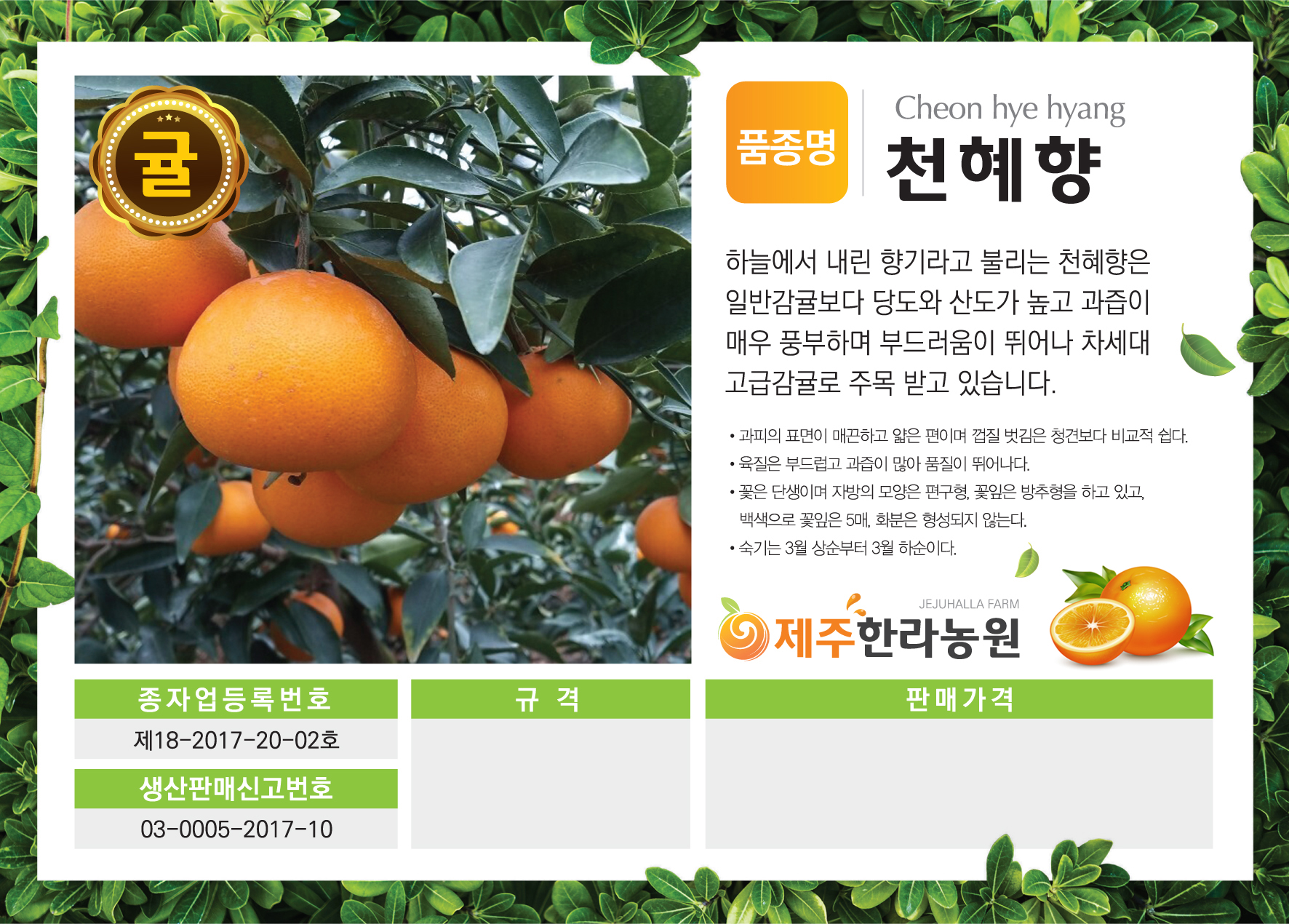 제주한라농원 한라봉나무  천혜향나무 유실수 : 제주한라농원