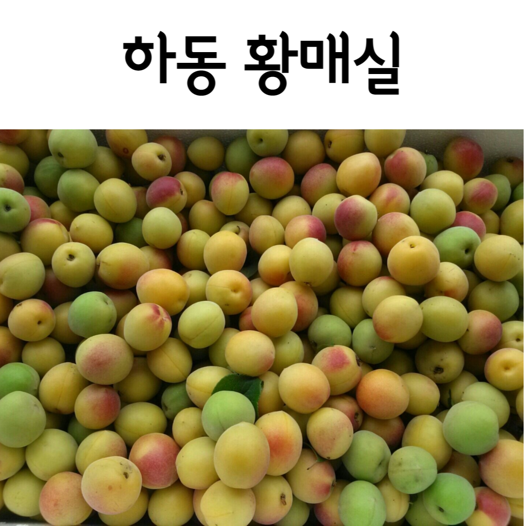 [전통이레식품] 하동 국산 청매실 엑기스 짱아찌 왕특 특 대 5kg10kg  황매실 예약판매 : 전통이레식품