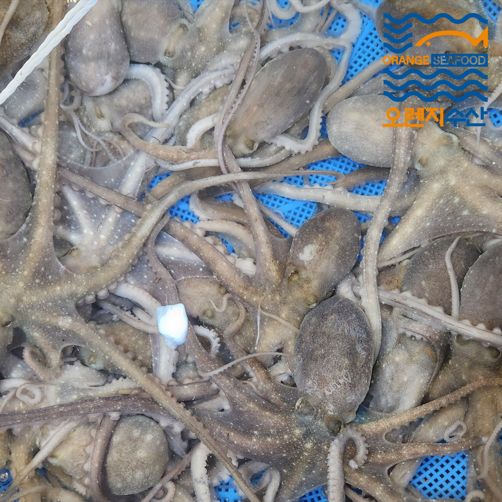 오렌지수산 산낙지 해남 세발낙지 자연산 뻘낙지 국산 호롱이 탕탕이 낙지볶음 택배 : 오렌지수산33호
