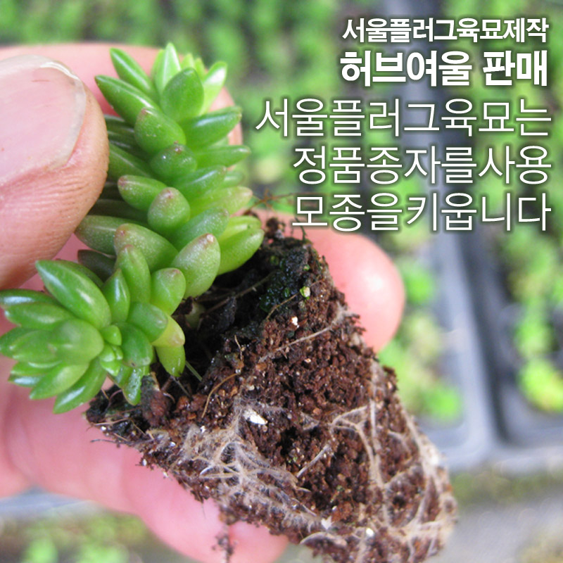 [허브여울모종] 별솔세덤 (애기별세덤/노지월동) 2개 1400원 (서울육묘생산 허브여울판매정품) : 허브여울