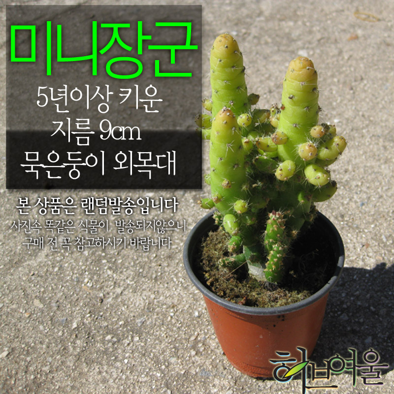 [허브여울선인장] 미니장군(묵은둥이 외목대) 지름 9cm 소품화분 : 허브여울