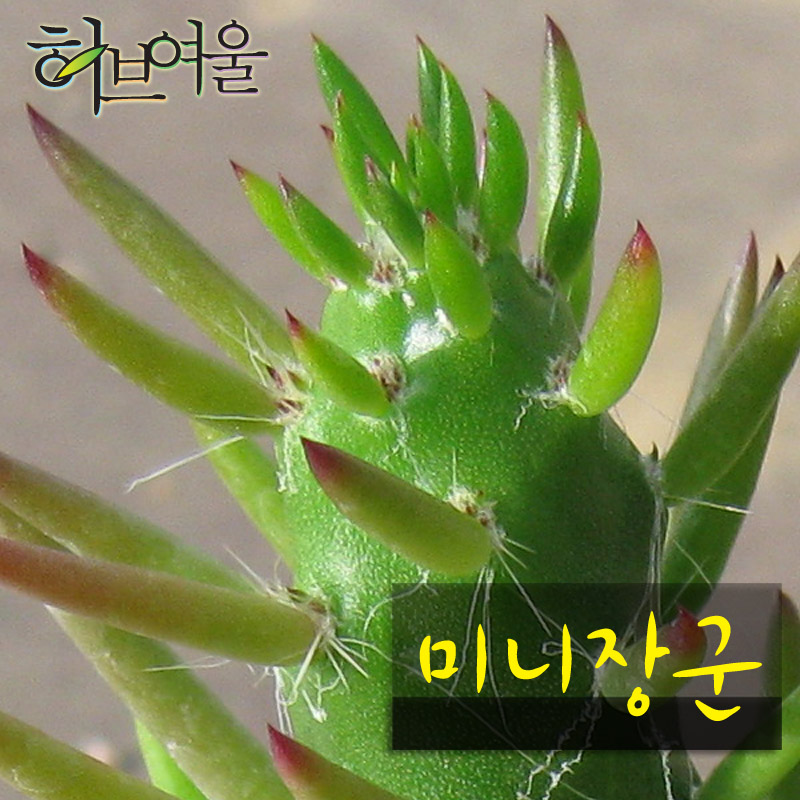 [허브여울선인장] 미니장군 지름 9cm 소품화분 : 허브여울