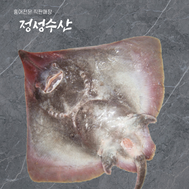 국내산 홍어 한마리 (5kg~8kg) : 목포정성수산