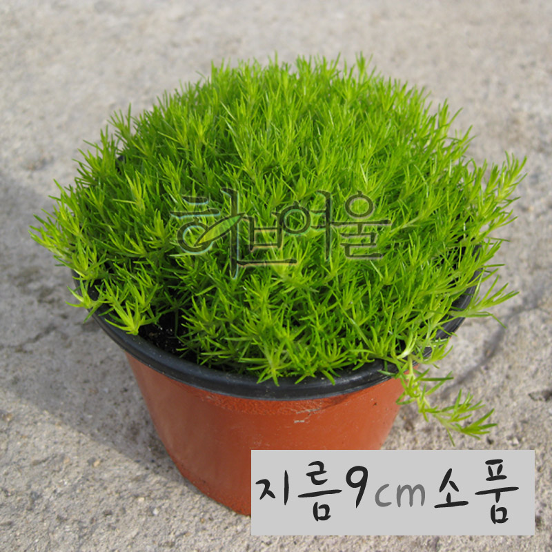 [허브여울] 향모스 (황금모스 노지월동 잔디) 지름 9cm 소품화분 : 허브여울