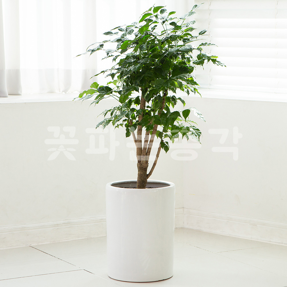 전국꽃배달 당일배달 개업화분 관엽 공기정화식물 개업식선물 녹보수 : 꽃파는총각