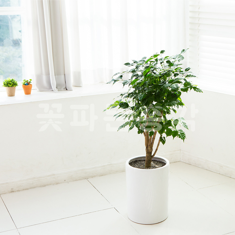 전국꽃배달 당일배달 개업화분 관엽 공기정화식물 개업식선물 녹보수 : 꽃파는총각