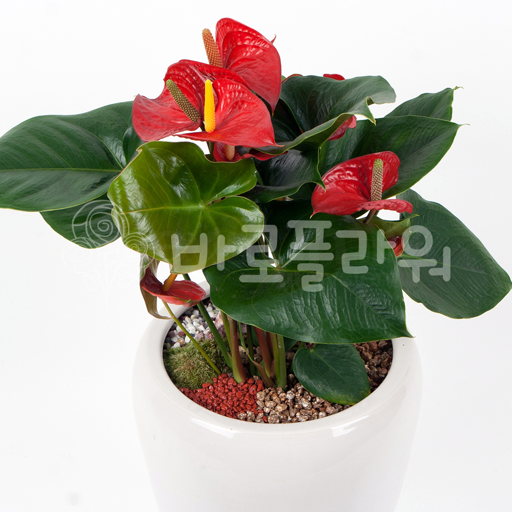 [바로플라워] 전국꽃배달 개업화분 안시리움 : 바로플라워