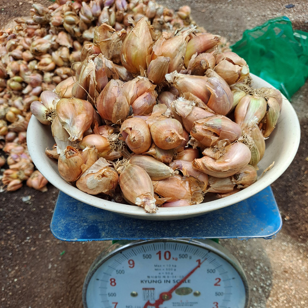 미소화원농장 쪽파 씨 종자 종구 1kg : 미소화원농장