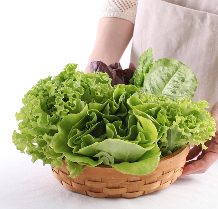 [할인] 쌈팜 무농약 유러피안 샐러드 1kg ( 카이피라, 버터헤드, 로메인, 이자벨) : 송작가네마을