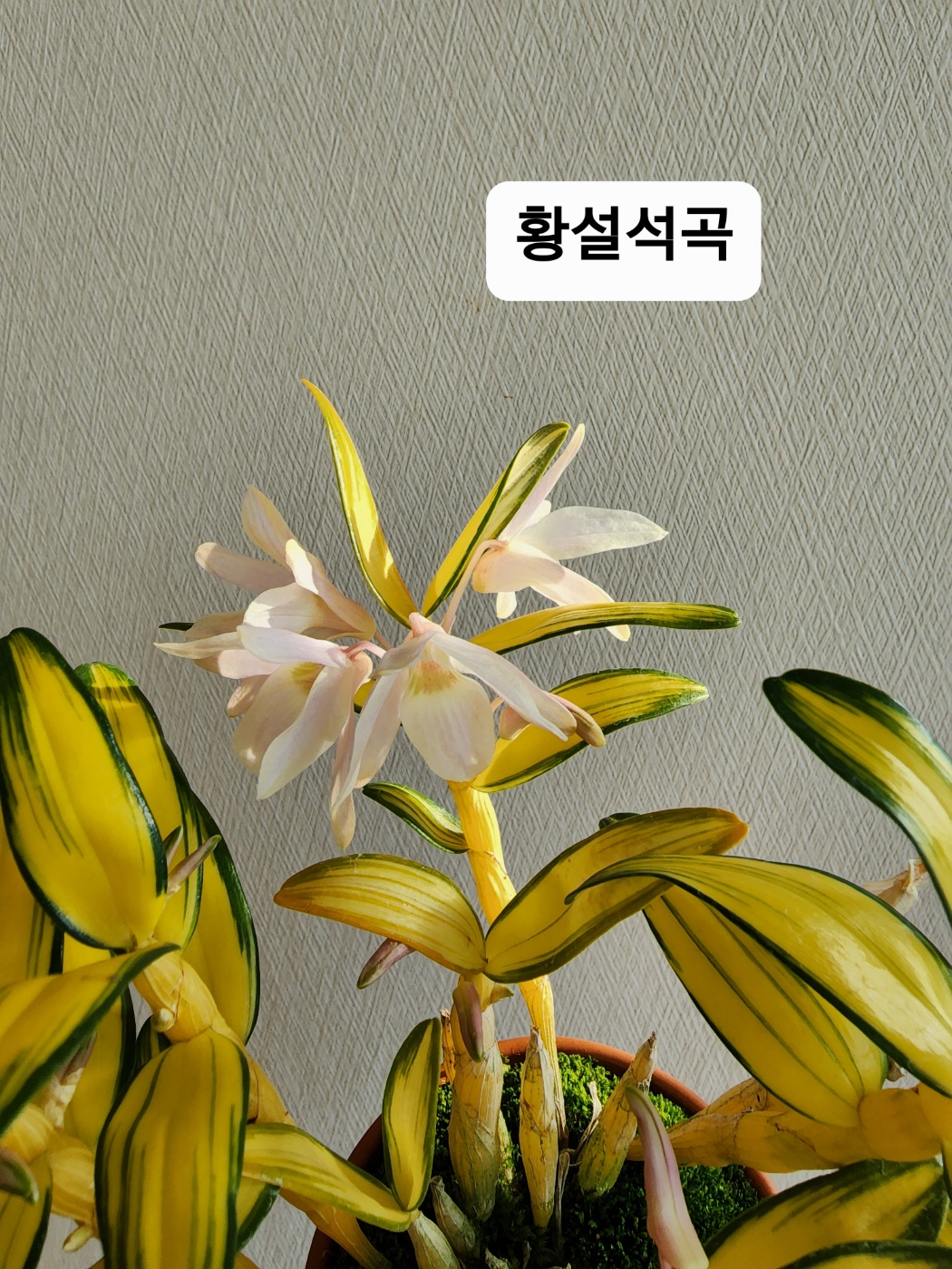 석곡 황설 130 : 이명희플라워