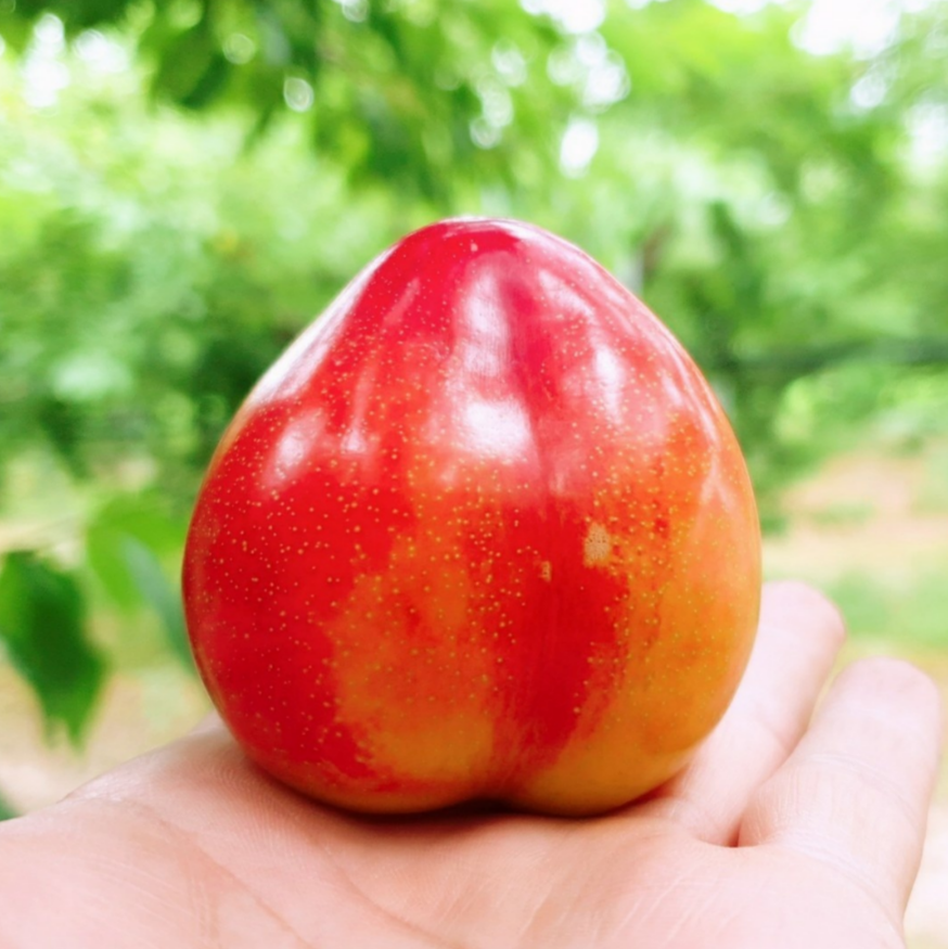 당일수확 산지직송 의성자두 로얄대석 햇자두 제철 여름자두 새콤달콤 껌딱지농장 후무사 도담 추희 : 껌딱지농장