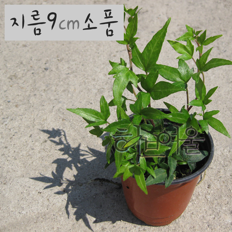 [허브여울아이비] 별아이비(포름알데히드제거/실내공기정화식물) 지름 9cm소품 : 허브여울