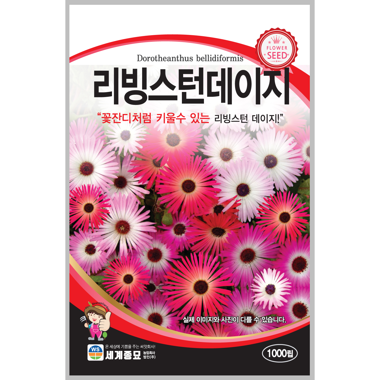 리빙스턴데이지 1000립 / 데이지 씨앗 종자 꽃씨 화단만들기 꽃잔디 아이스플란트 : 초록스타