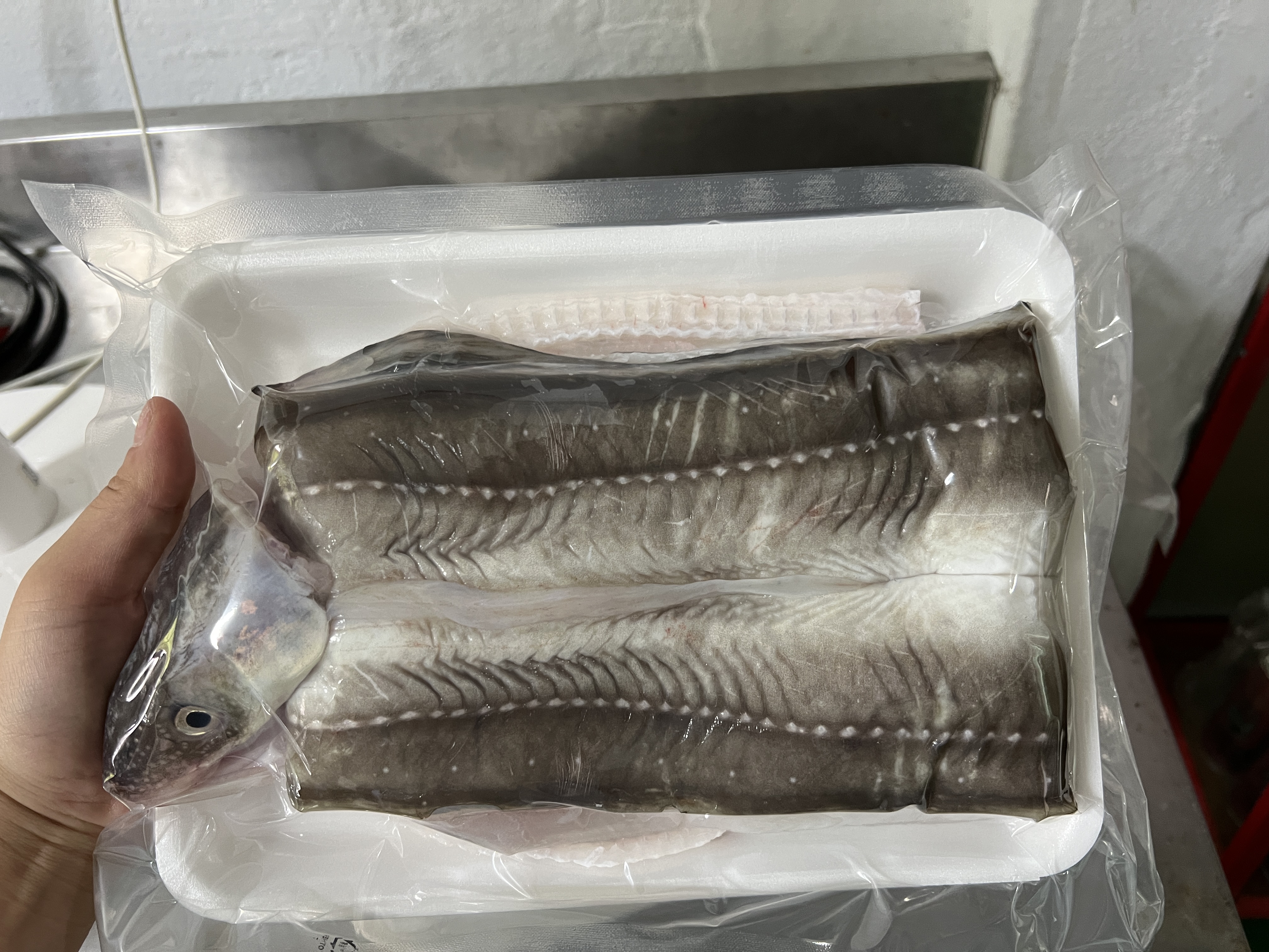 산지 직송 통영 자연산 약장어 특대 바다장어 1kg : 통영은정수산