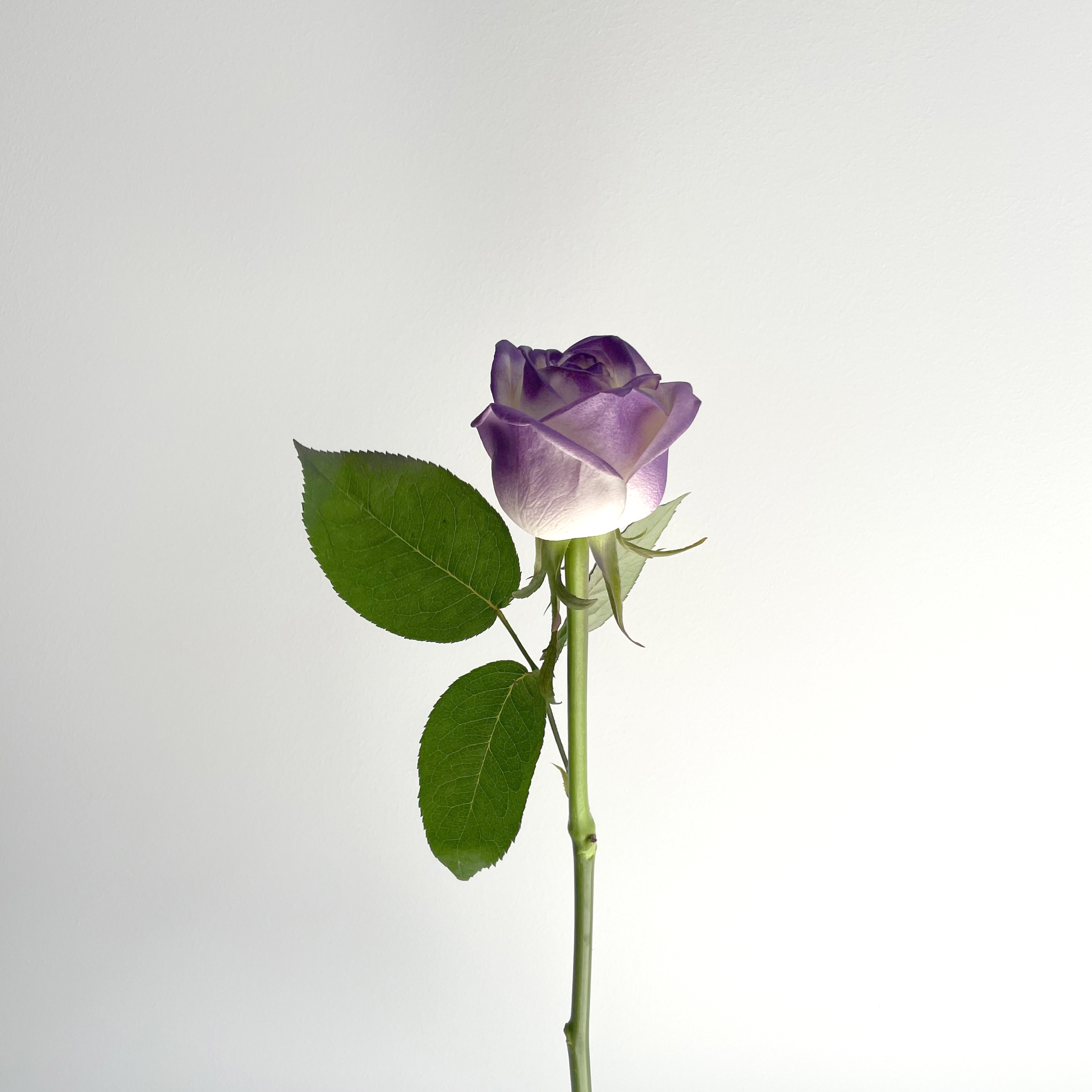 [오피오라 플라워] 바이올렛장미 보라장미 생화택배 꽃배달싼곳 5송이 10송이 : 오피오라