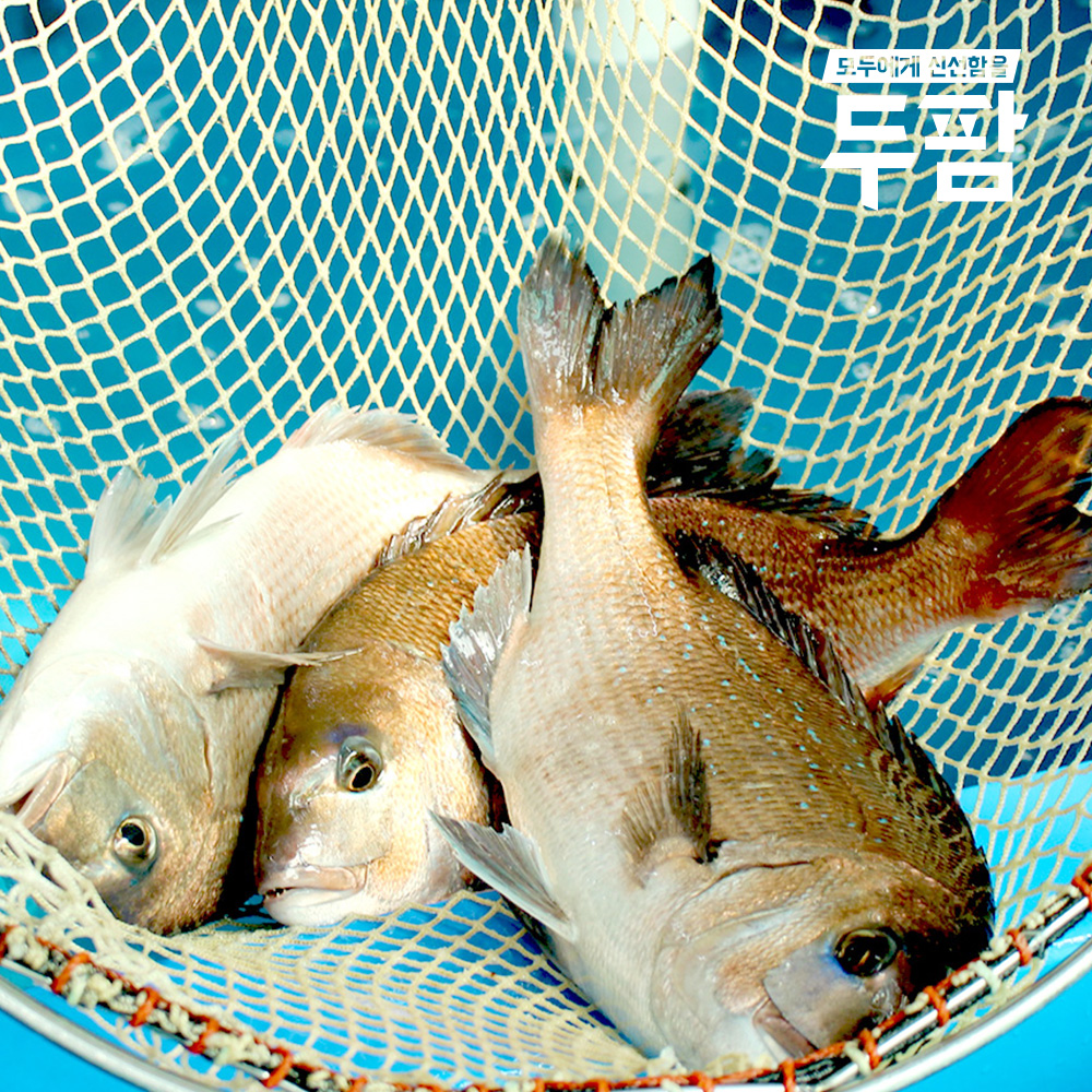 당일작업 대광어 숙성 광어회 250g 필렛,곤부지메 우럭회 : 두팜