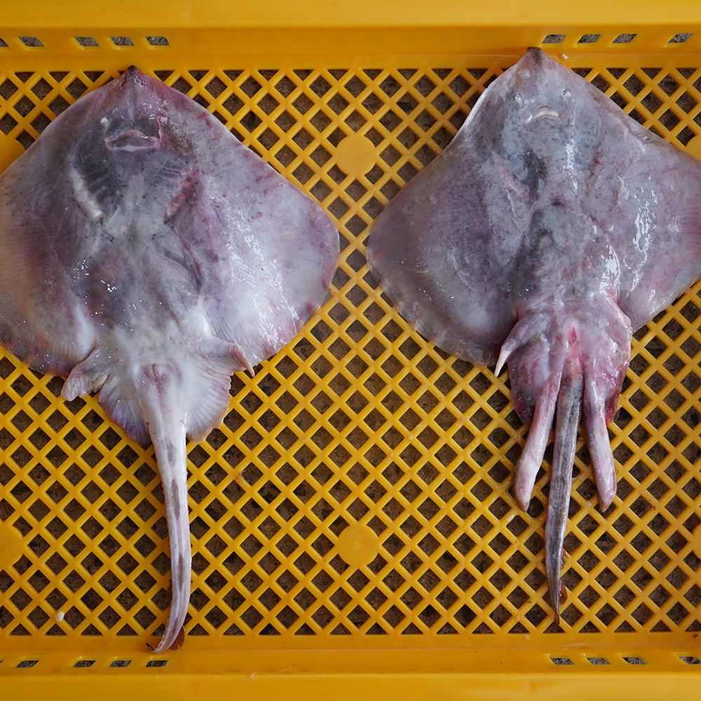 [한그슥] 자연산 간재미 회 500g (날개살) 냉동 간자미 갱개미 가오리 : 한그슥