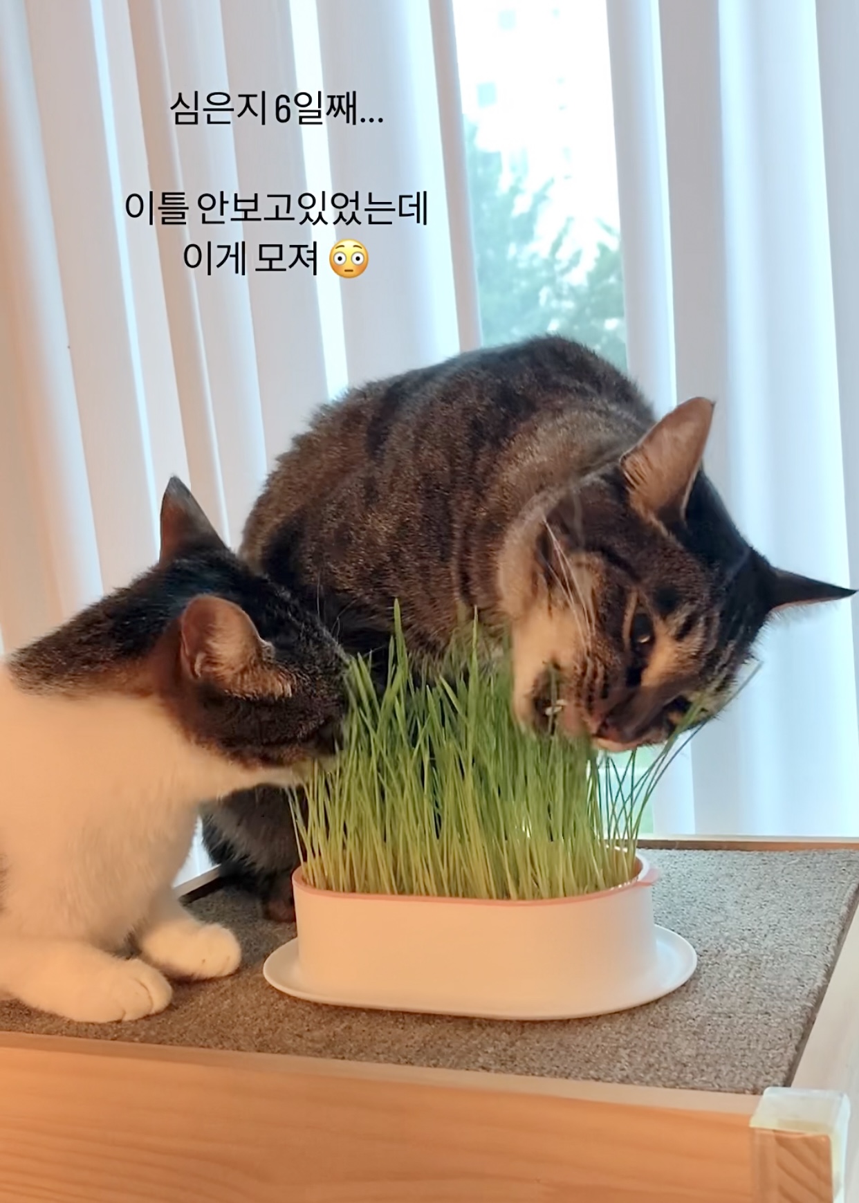 모리네 캣그라스 고양이풀 국내산 무소독 밀씨앗 보리씨앗 : 모리네 moryne