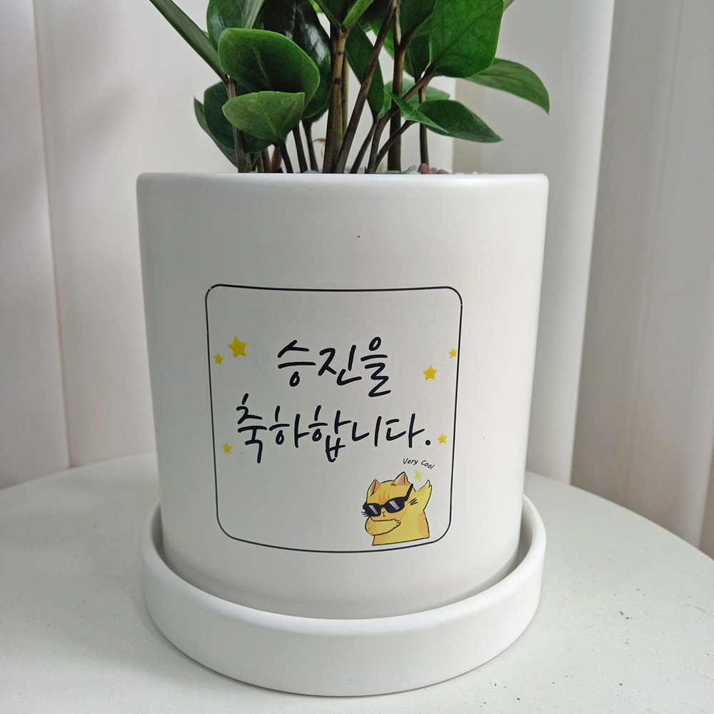 [메세지화분] 별고양이 디자인 금전수 15화이트 도자기화분 개업화분 승진선물 집들이선물 : 고미플라워