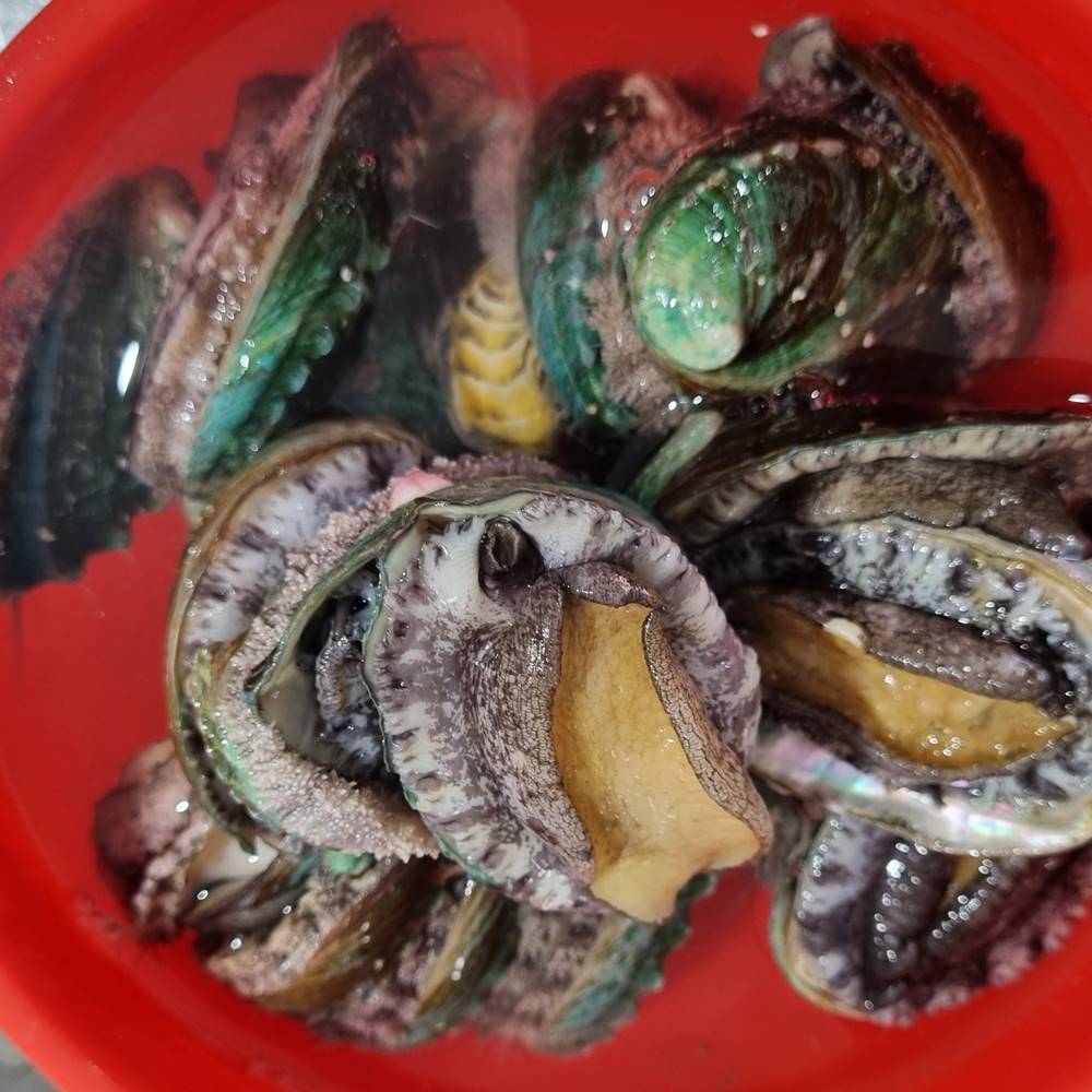 완도 청정수산 전복 실속형 500g : 헬쓰토어