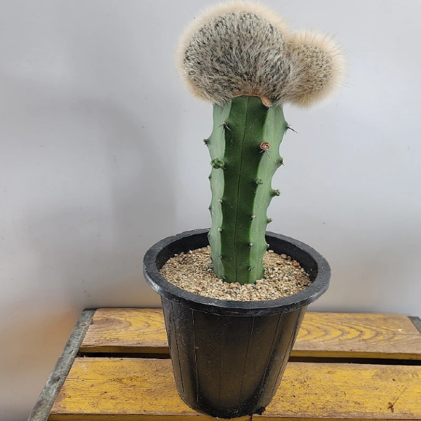 밍크선인장( 재입고 ) 음이온짱 (인테리어짱) 높이 30~40cm : 범수농장