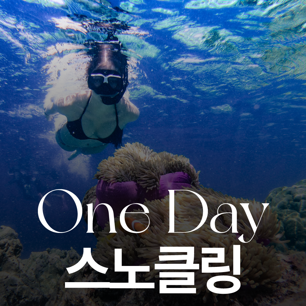 제주 서귀포 스노클링 체험 : 제주 난바다프리다이브