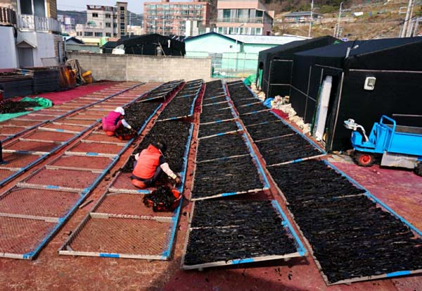 부드럽고 국물이 진한 기장미역 200g : 기장멸치 소문난젓갈건어물