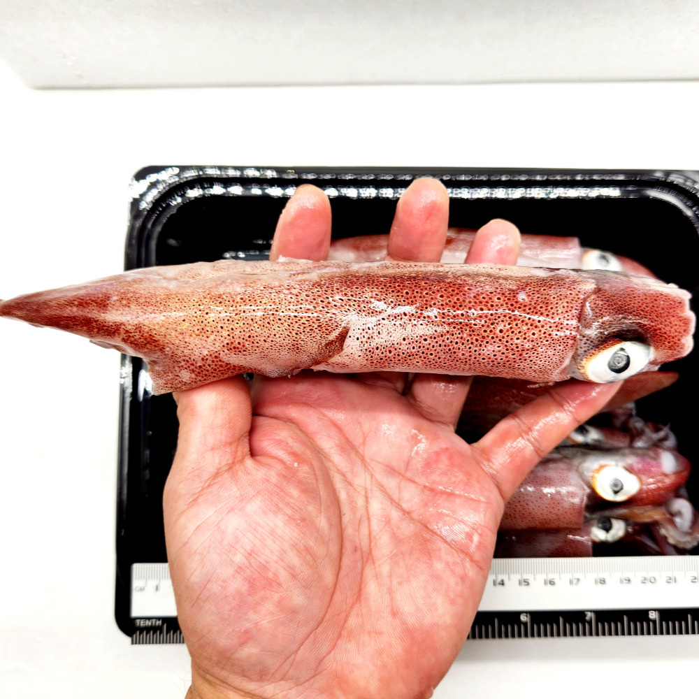 국산 선상 급냉 냉동 한치 1kg : 위플러스온