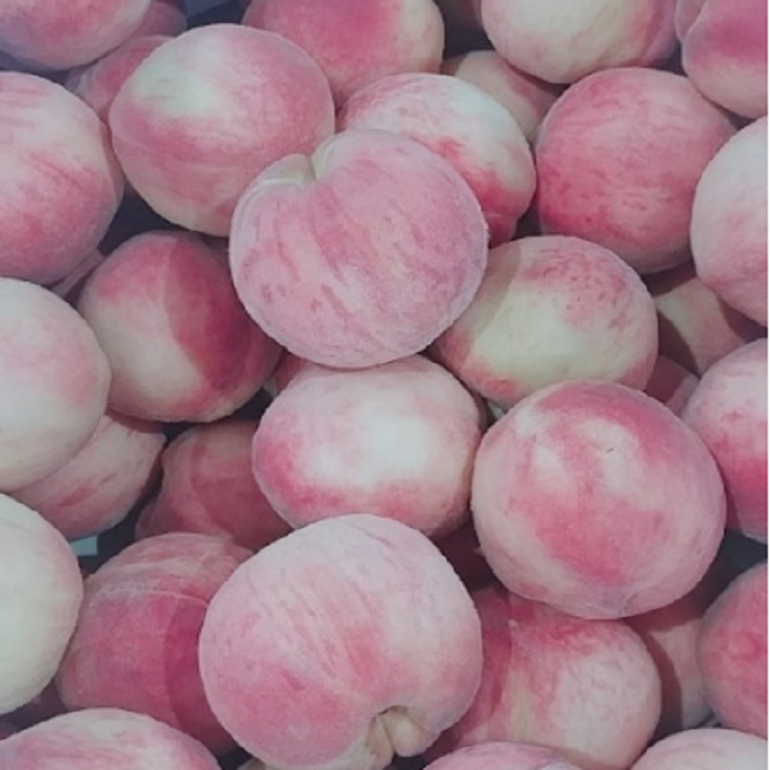 산지직송 경산 영천 천도복숭아 5kg 10kg 신비복숭아 딱딱이 백도 황도 망고복숭아 : 아달달농산