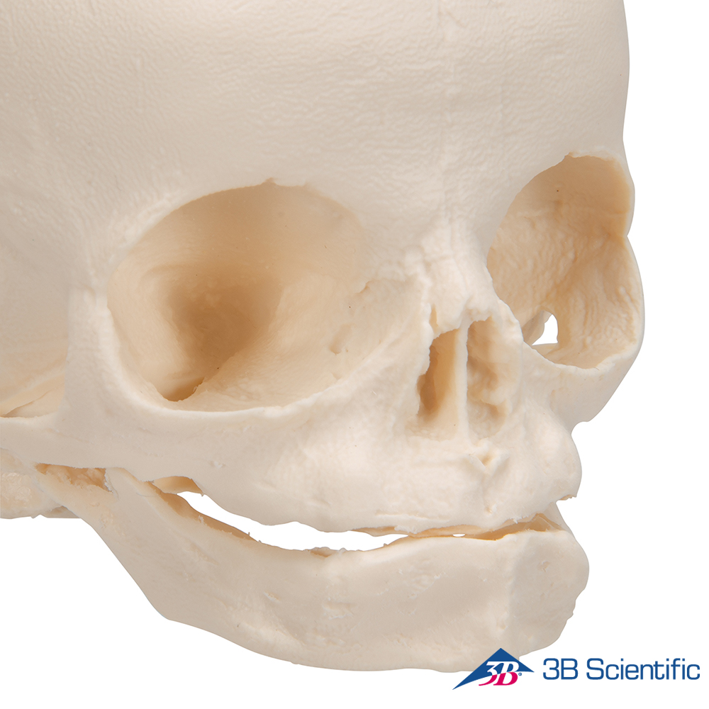 3B Scientific 인체모형 두개골모형 A26 30주차 태아모형 스탠드포함 : 의료기상사