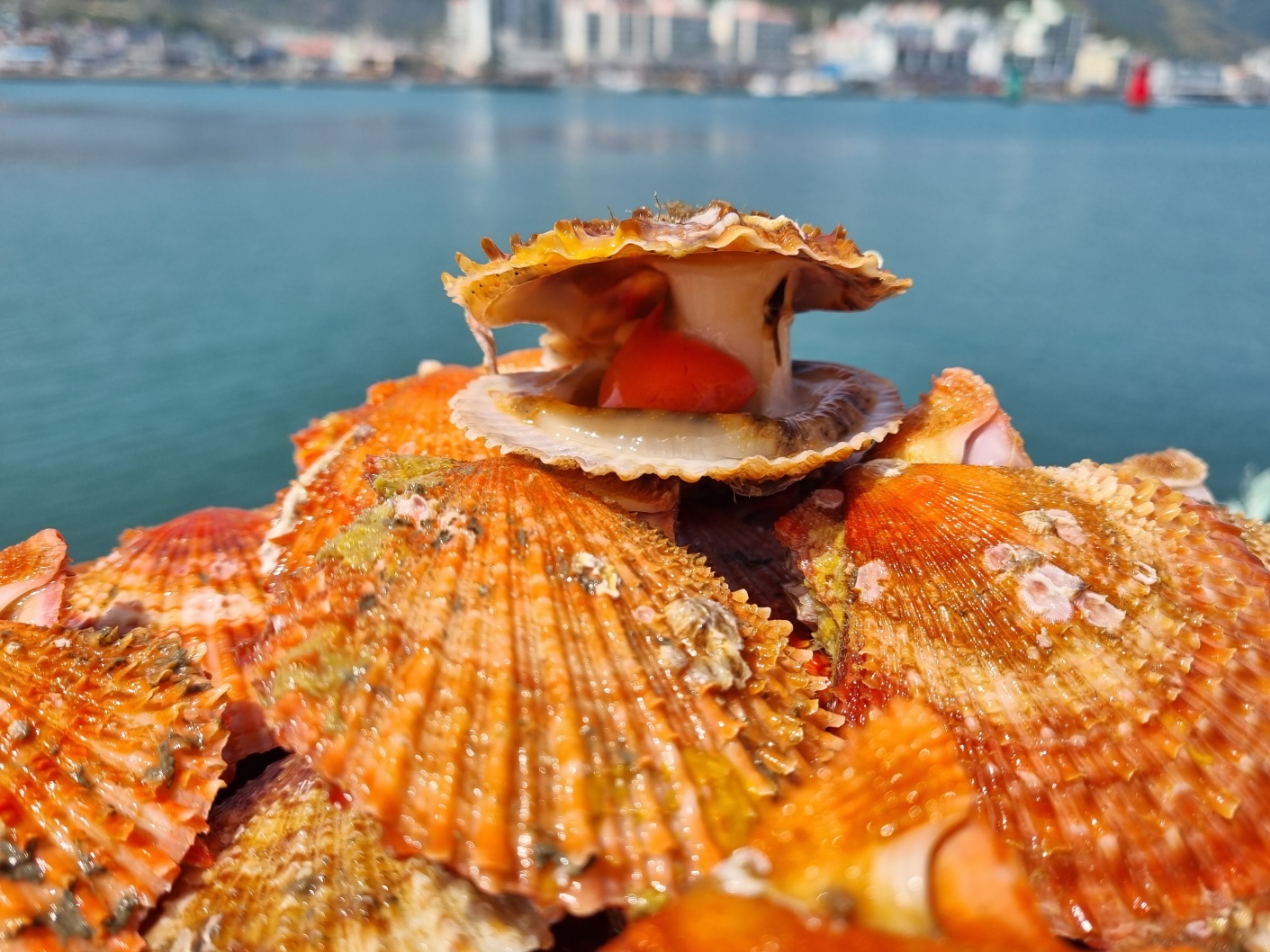 제철 해산물 통영 활 비단가리비 1kg : 푸른청년XBIGFISH