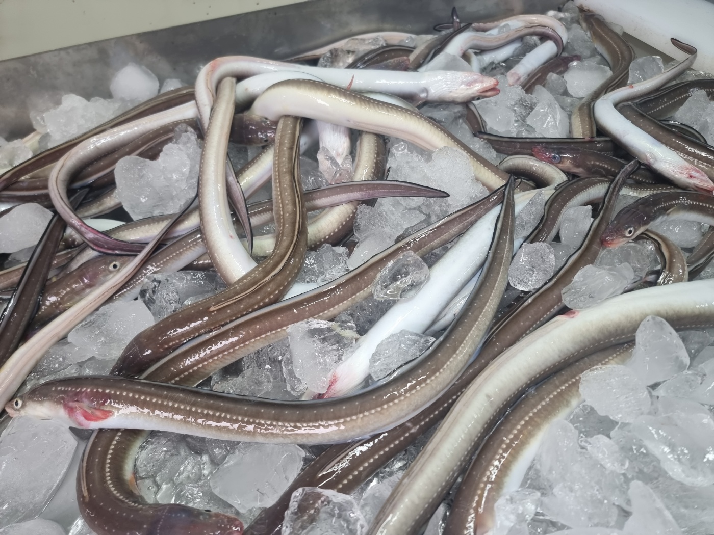산지직송 통영 당일 손질 바다장어 대 1kg(실중량 650g 내외) 2-3미 (소스포함) : 천광수산