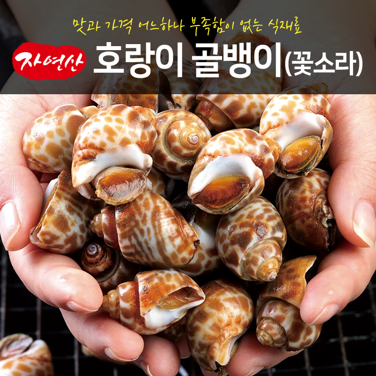 자연산 호랑이골뱅이 꽃소라 1kg 골뱅이 고동소라 갯고동 냉동 : 서진무역- 민물가재 직수입