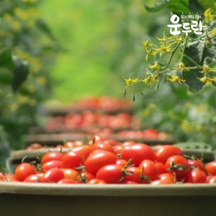 운두란 토마토고추장 500g : 운두란
