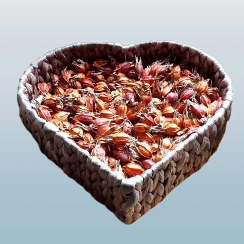 국산 친환경 말린 치자열매 1kg [450g] /경남고성 : 공룡자연농원