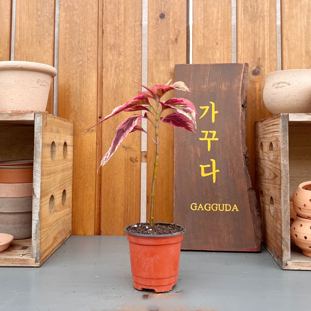 가꾸다 콜레우스 컴뱃 : 가꾸다.