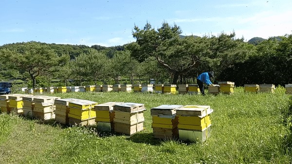 [프리미엄 선물세트] 공주밤꿀 야생화꿀 아카시아꿀 550g 2병 면역력증진 피로회복 : 강산밤농원