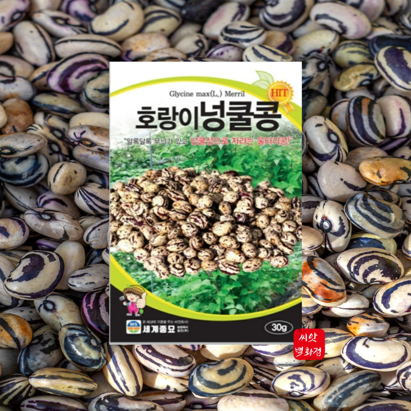호랑이넝쿨콩30g 넝쿨성 콩종자 씨앗 콩재배 : 농사의신 씨앗백화점