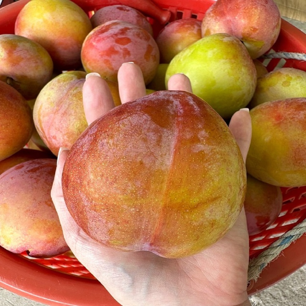 24년 도담자두 5kg 가정용 의성옥자두 새콤달콤 산지직송 : 우제과일농장