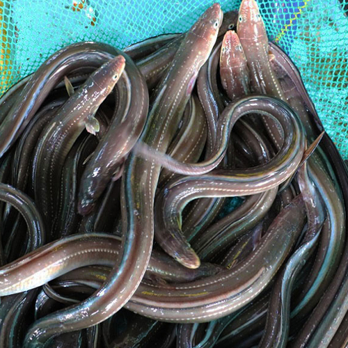 자연산 남해안 바다장어 1kg (손질전) : 8도장터