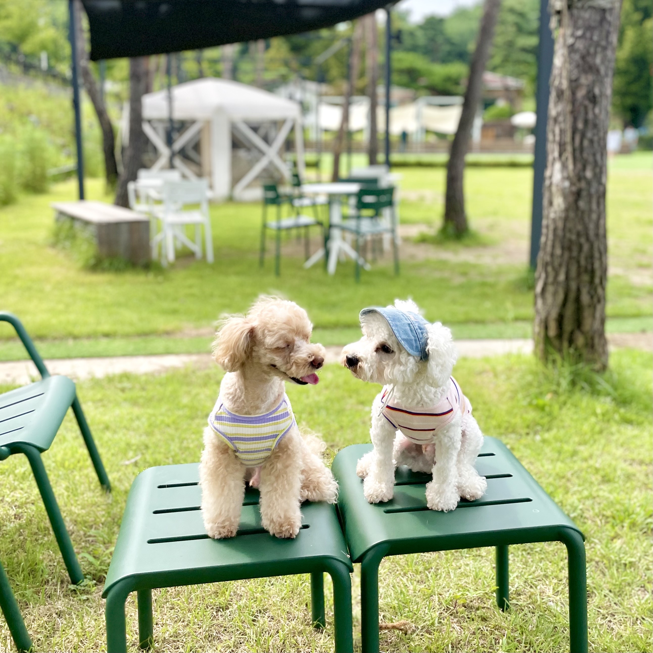 [자체제작] 하이몽 하트롤리팝 나시 강아지 민소매 티셔츠 : 하이몽 HIMONG