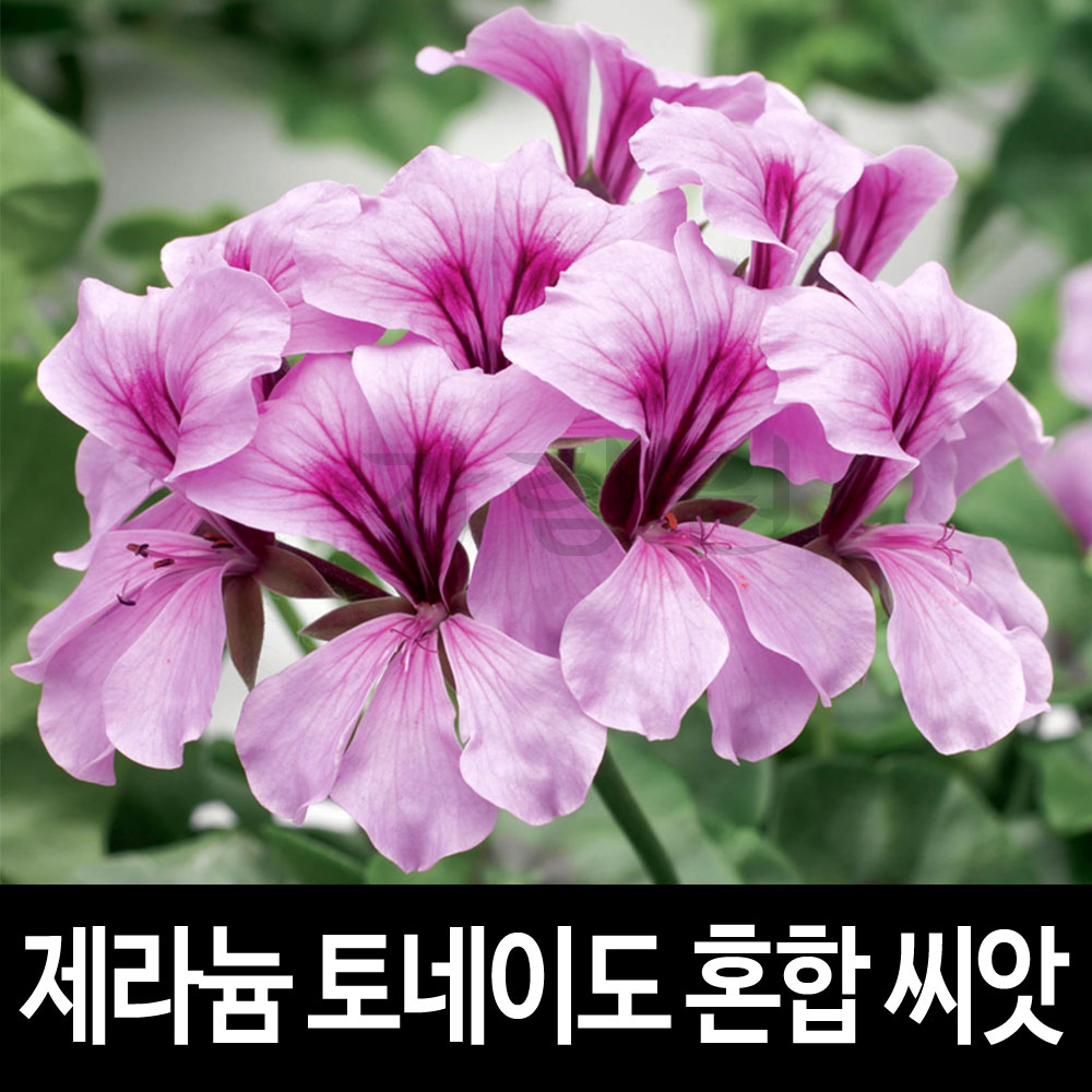 토네이도 혼합 제라늄 씨앗 꽃씨 종자 정원 씨 5알 : 가람원