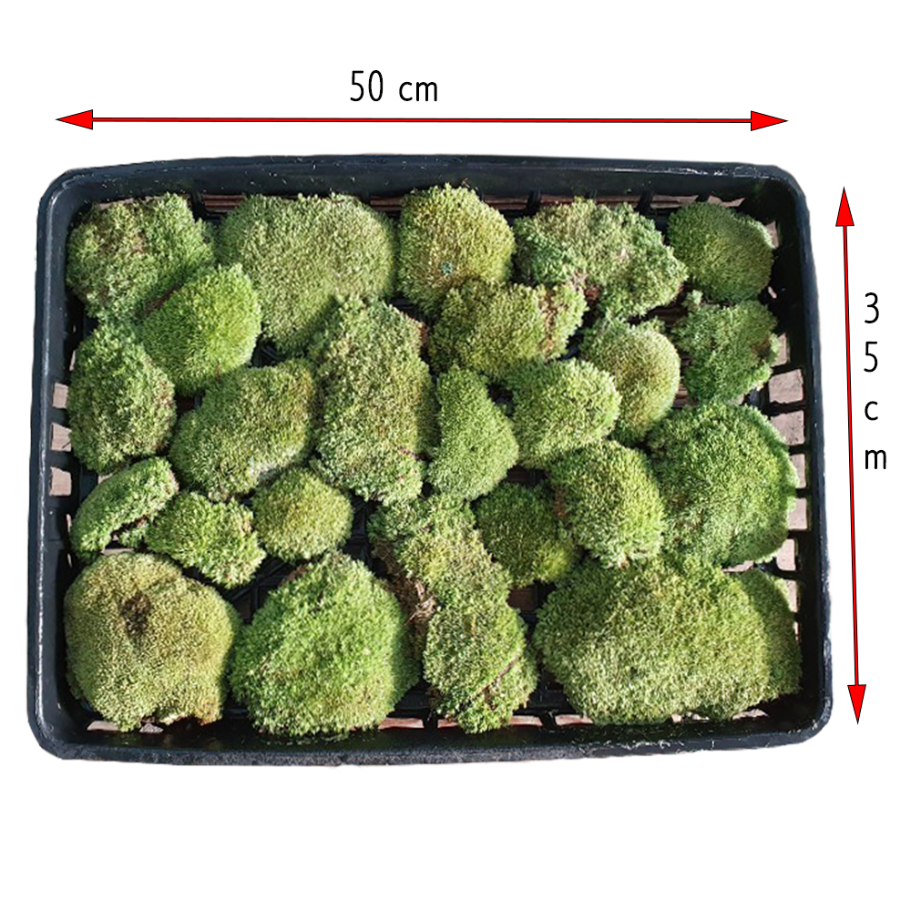 비단이끼(대) 비바리움 만들기 DIY재료 테라리움 자연 천연 공기정화 50cmx35cm : 한반도농원
