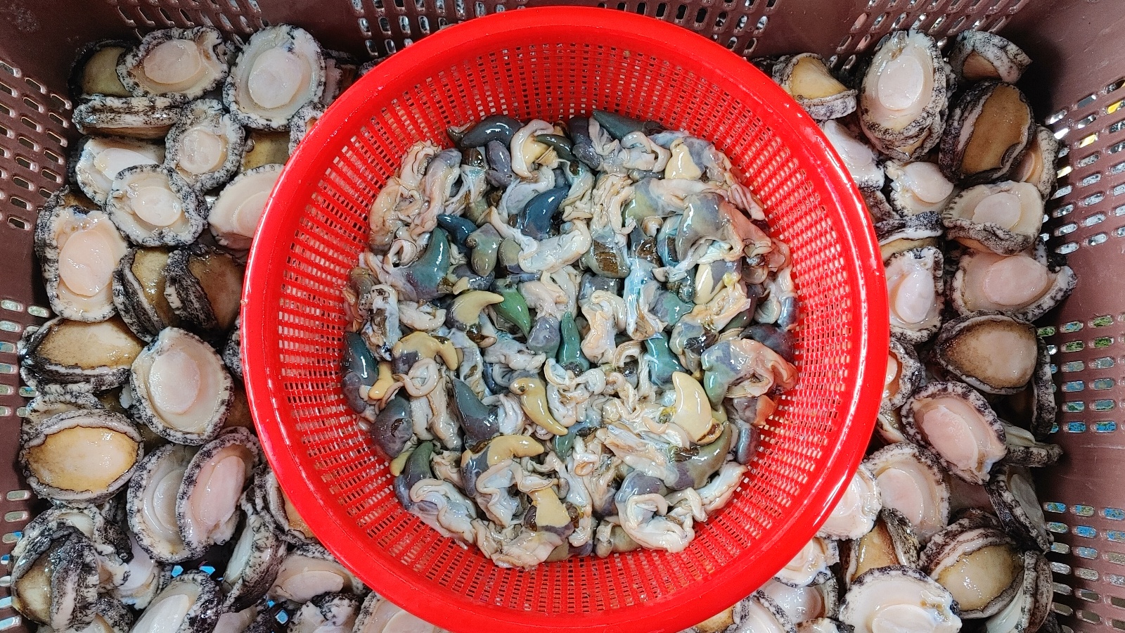 전복내장 활전복 급속냉동 완도 보길도 전복게우 1KG : 완도전복 예작수산